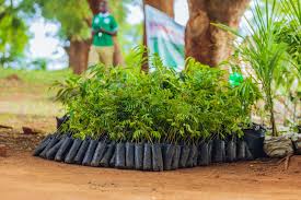 Tree planting in Uganda